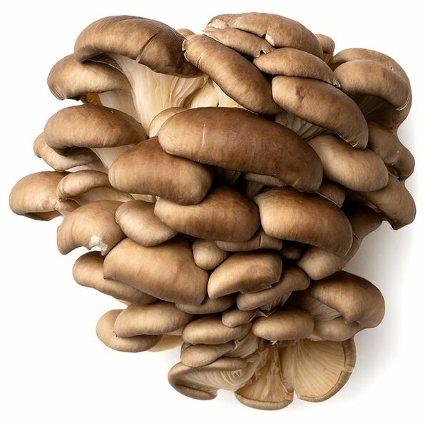 Вешенки свежие культивируемые Знай наших