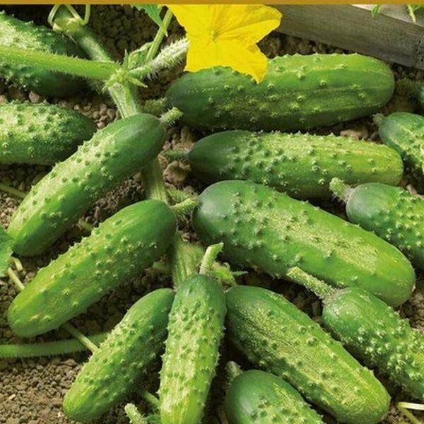 Семена Огурец Купеческий ТМ Поиск
