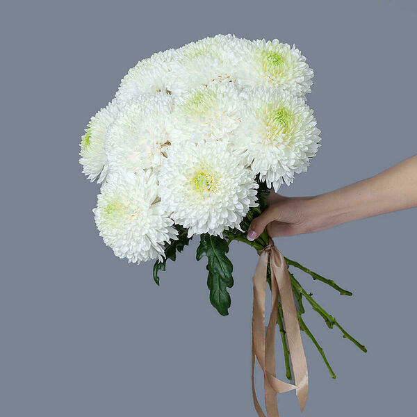 Монобукет из 9 белых Хризантем Magnum