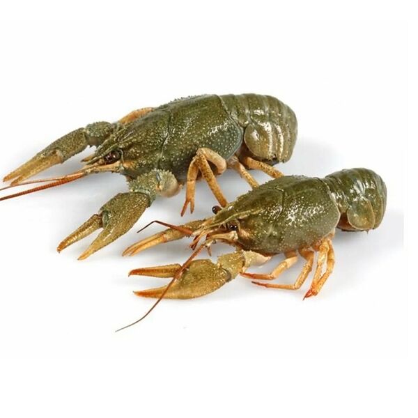 Рак мелко-средний