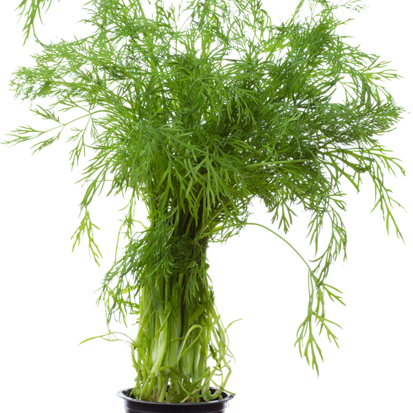 Укроп в горшочке