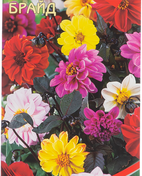 Семена ДОМ СЕМЯН Георгина Брайд