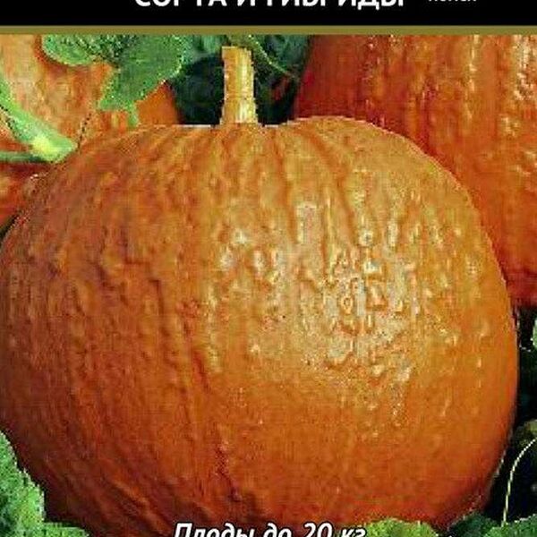 Семена Тыква Большой Макс ТМ Поиск