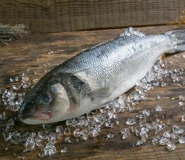 Сибас дикий 2+ охлаждённый