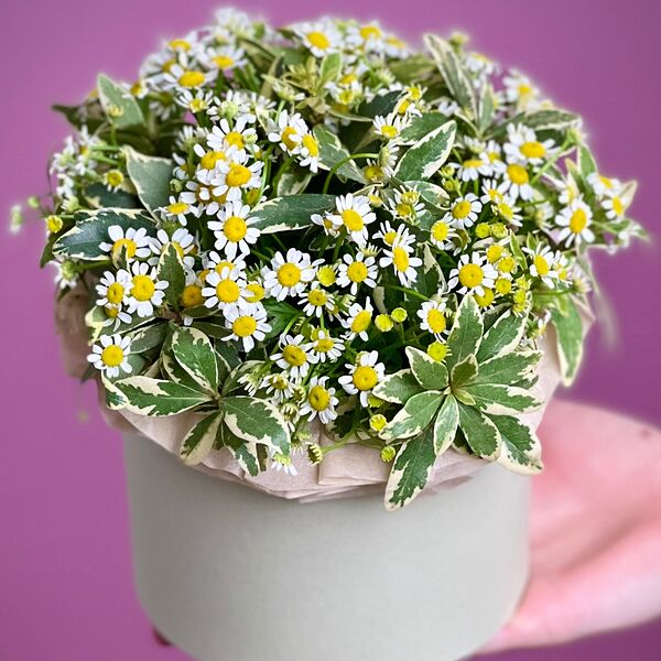 Ромашки кустовые в коробке XS