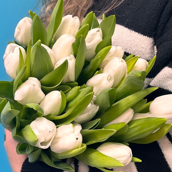 Тюльпан белый