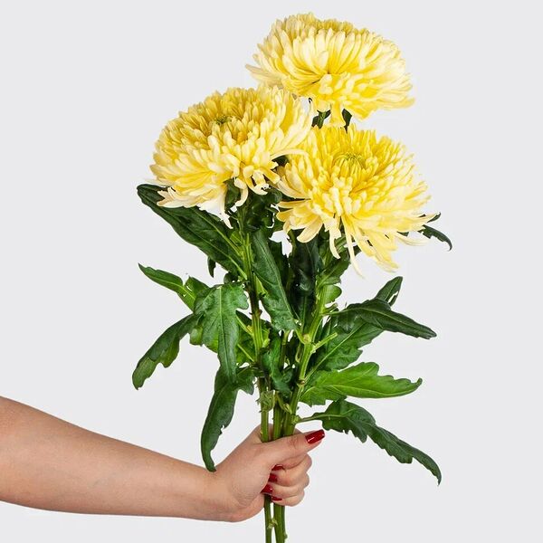 Хризантема одноголовая жёлтая 3 шт.