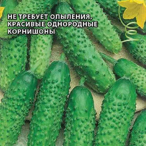 Огурец корнишон Маша F1 Гавриш, 5 шт.
