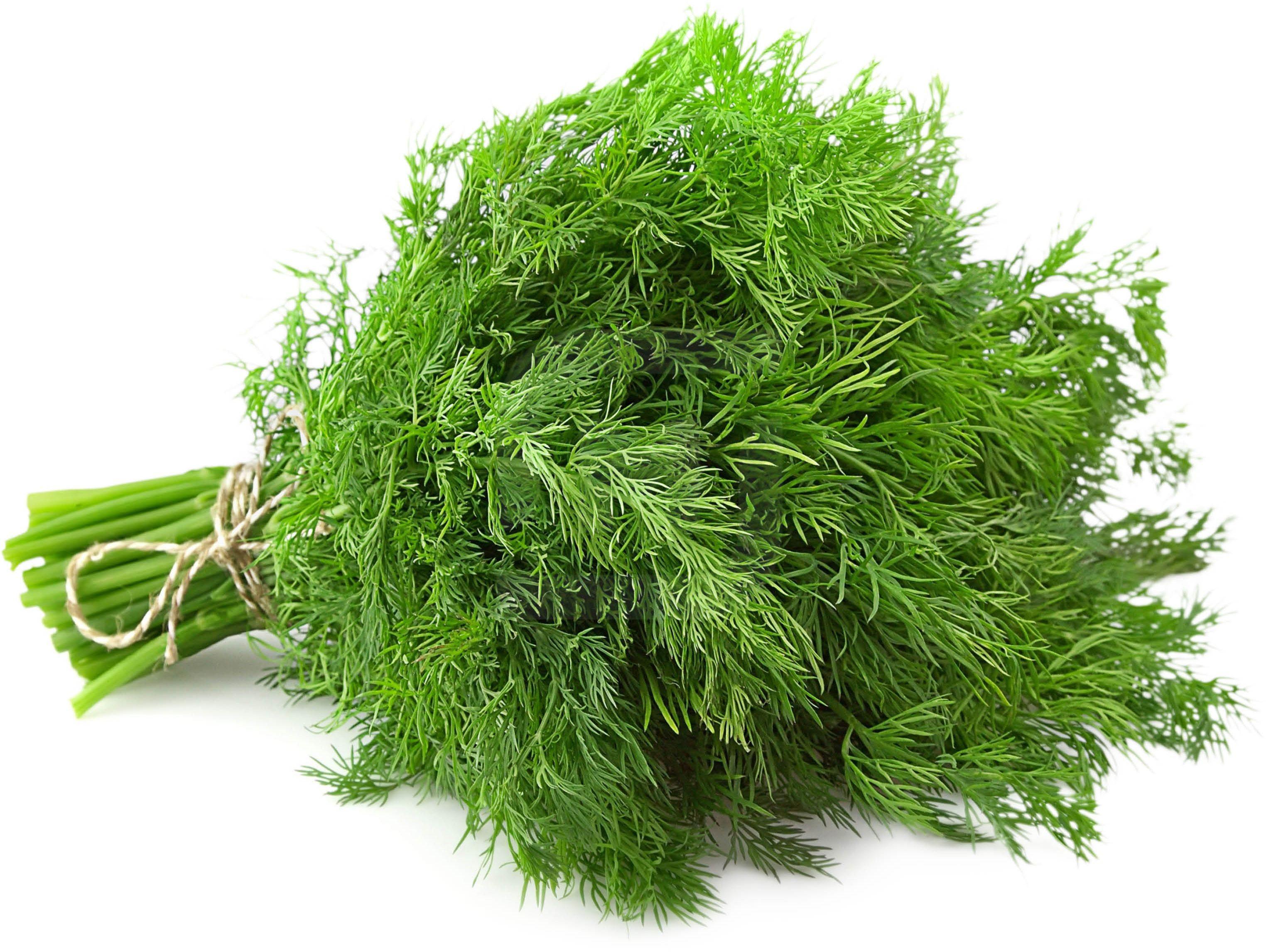 Картинка укроп для детей на прозрачном фоне для детей