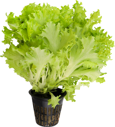 

Салат IFARM Фриссе, в горшочке