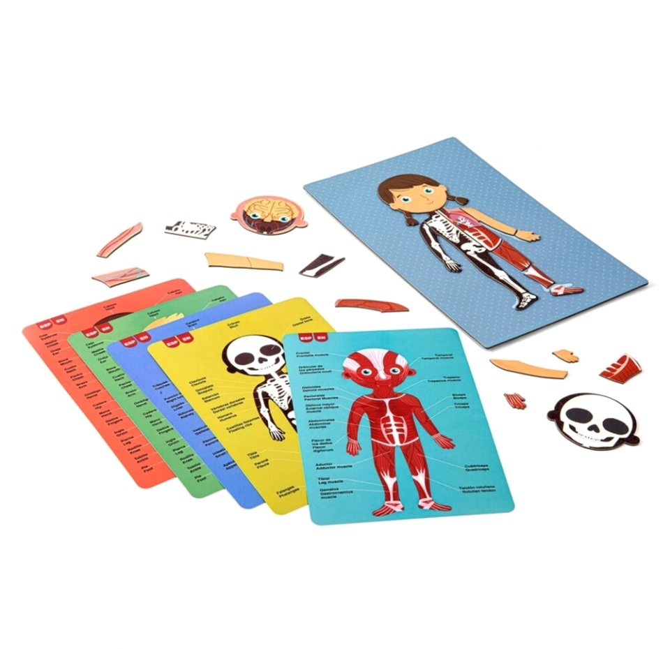 

Игра магнитная «Тело человека» 5+, Apli Kids, Испания