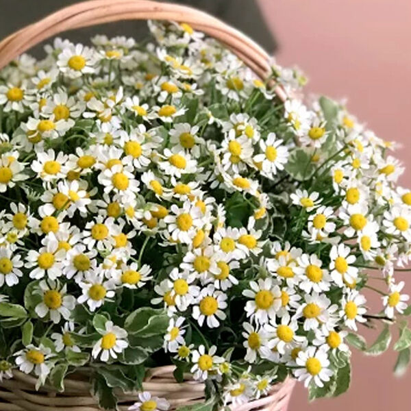 11 ромашек в корзине XS