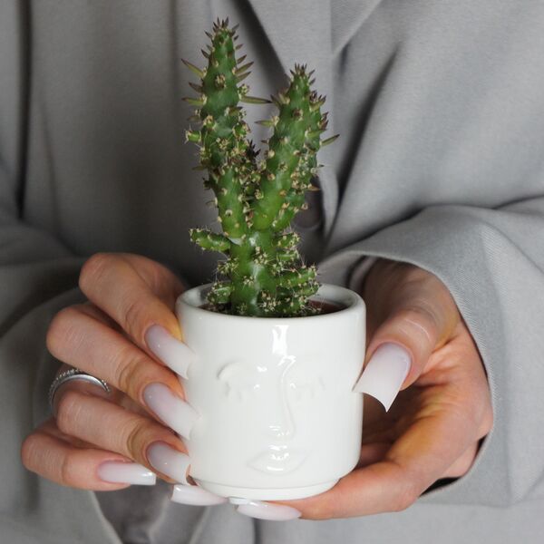 Кактус мини №5