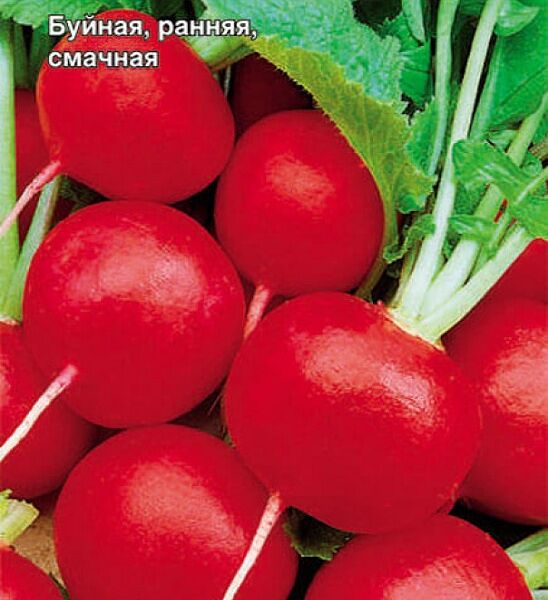 Редис Алешка F1 2г