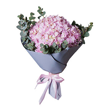 Монобукет из розовых гортензий в упаковке, «Ирис», Эквадор