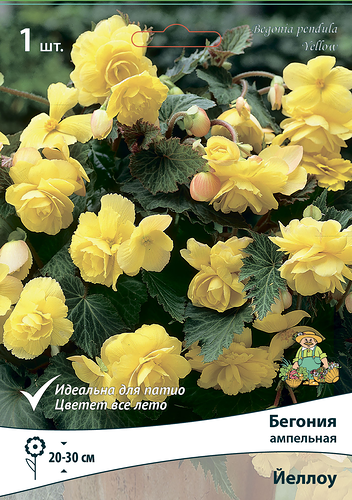 Луковицы ПОИСК Бегония микс, в капере