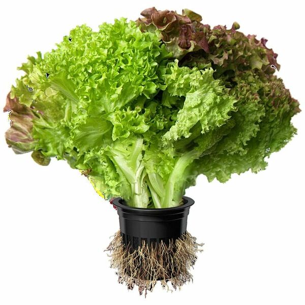 Салат Дуэт в горшочке