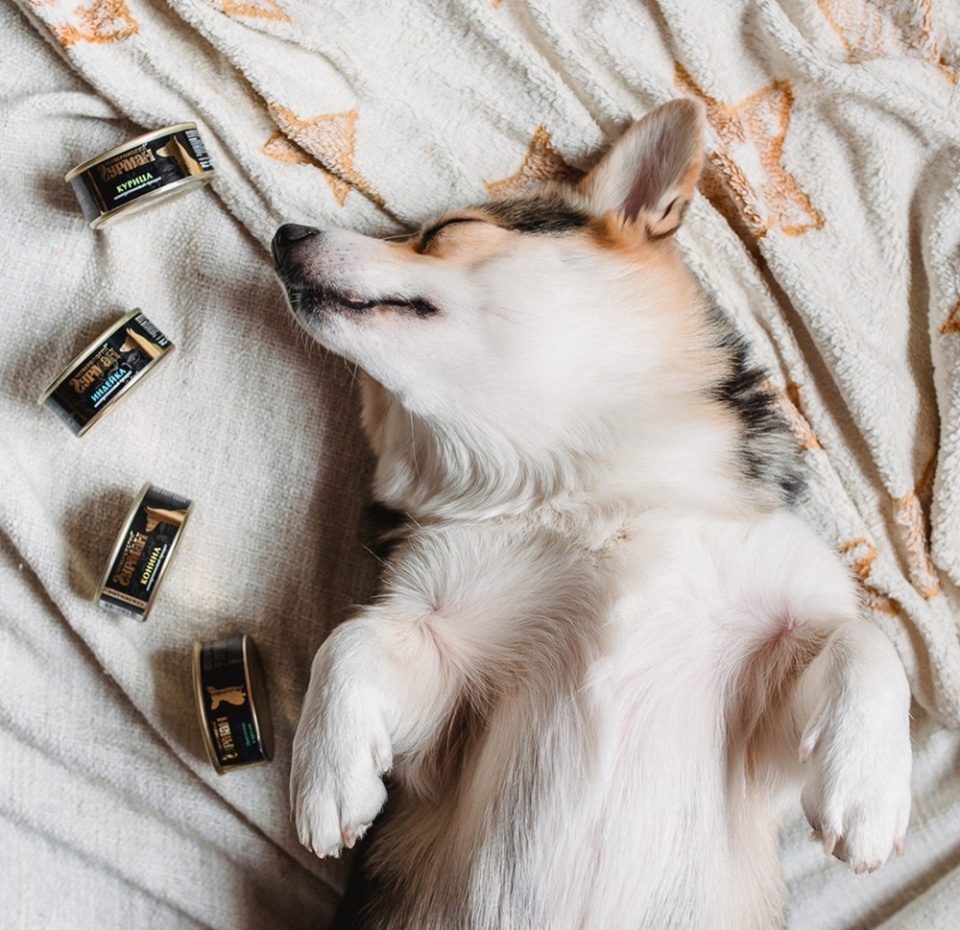 

Корм для собак Четвероногий гурман Golden line Ягнятина в желе 100 г