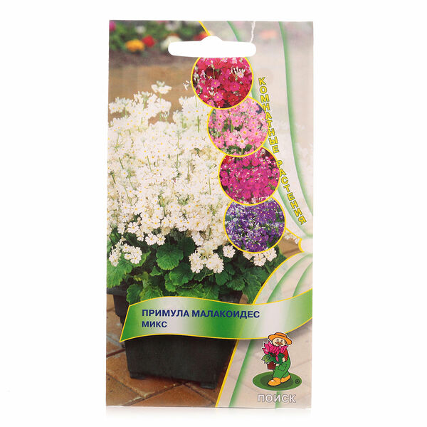 Примула малакоидес микс ТМ Поиск