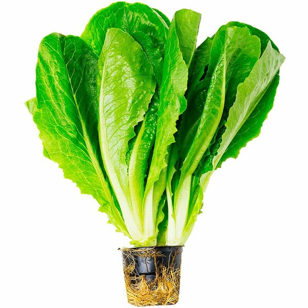 Салат Ромэн Эксклюзив в горшке, 1шт