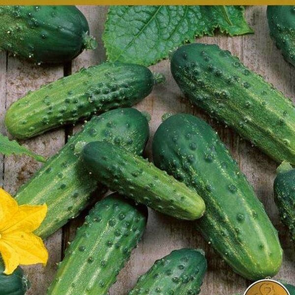 Семена Огурец Сестра Аленушка ТМ Поиск