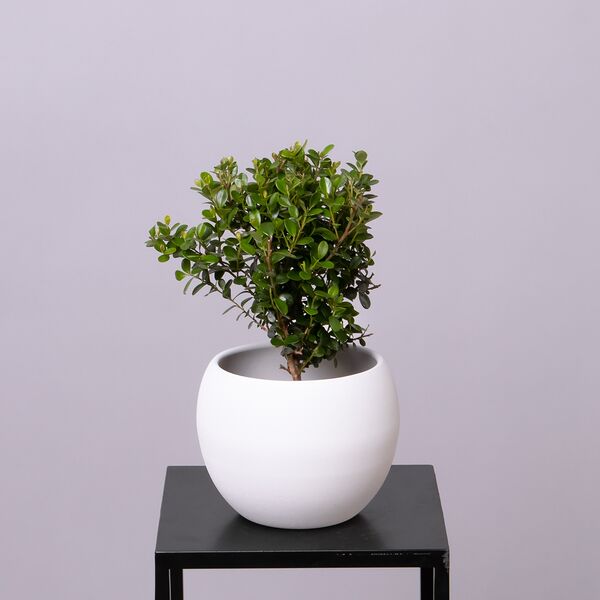 Мирсина (D-9, Н-20)