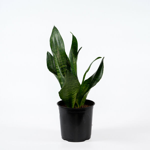 Сансеверия