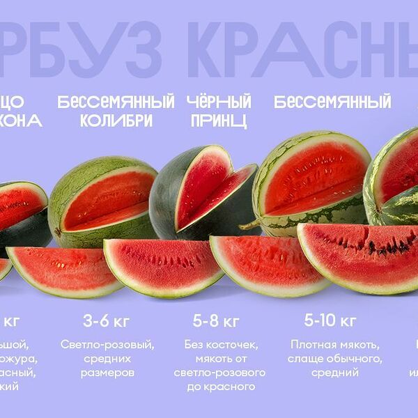 Арбуз красный бессемянный Колибри