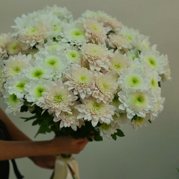 Монобукет из хризантемы кустовой
