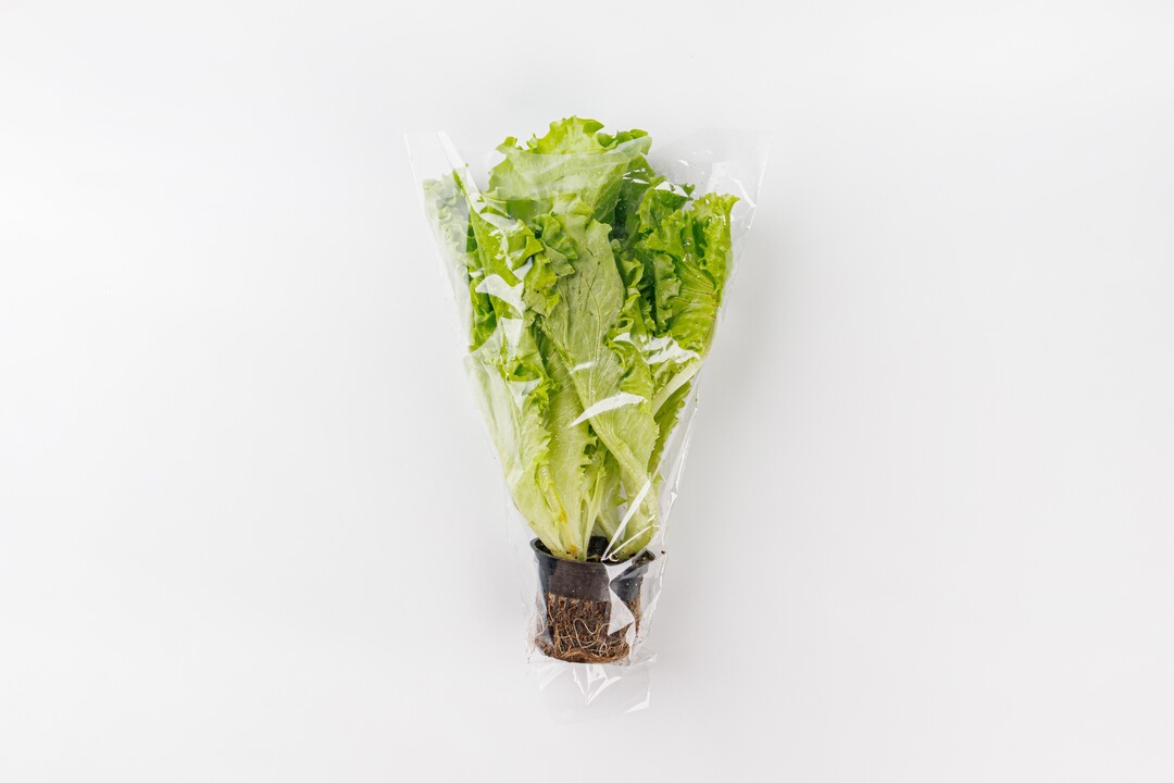 

Салат Листовой в горшочке