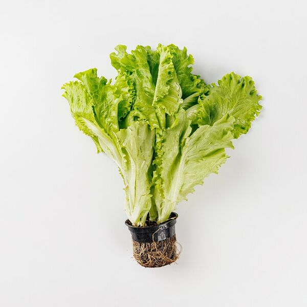 Салат Листовой в горшочке