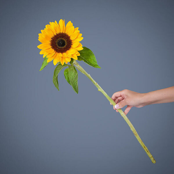 Подсолнух 1шт