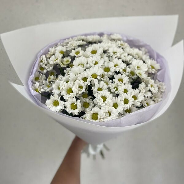 Ромашковое поле