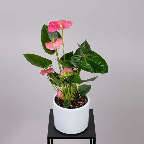 Антуриум андрианум Ариса розовый (D-14, H-50)