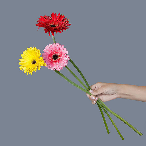 Гербера 3ст