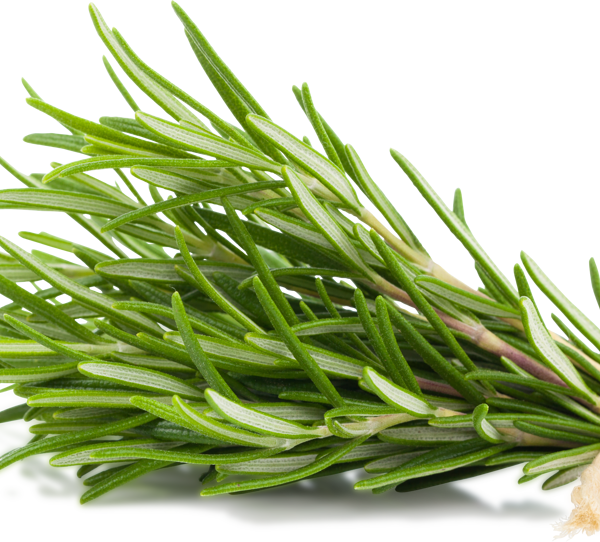 Розмарин свежий вес 