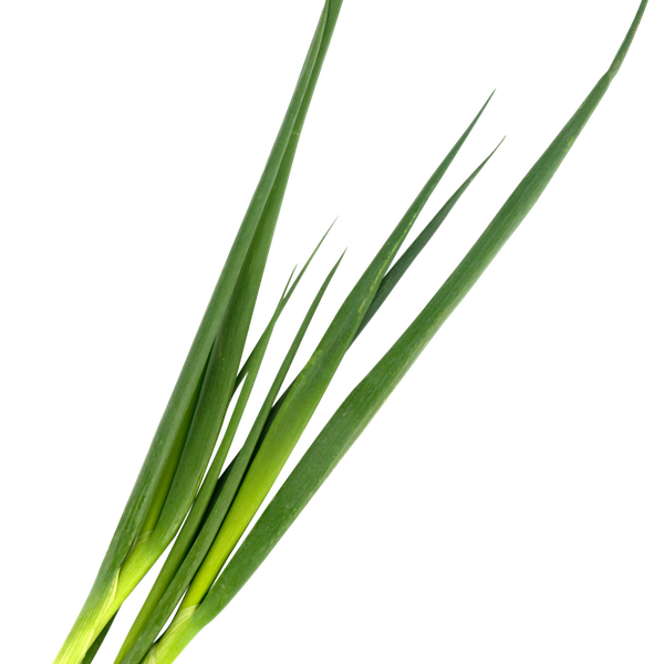 Лук зеленый свежий