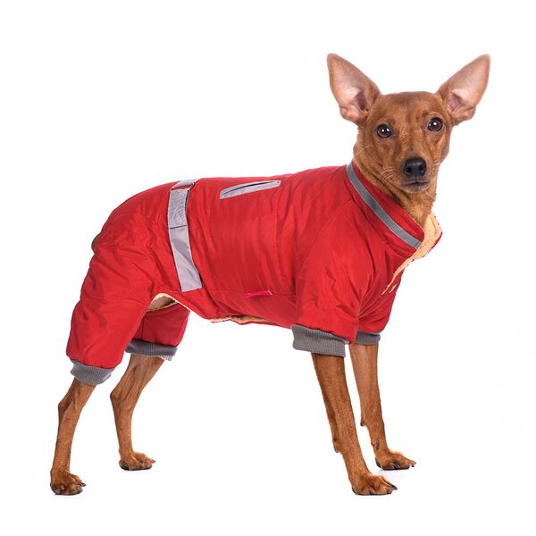 Комбинезон Petmax с поясом для собак M красный (девочка)