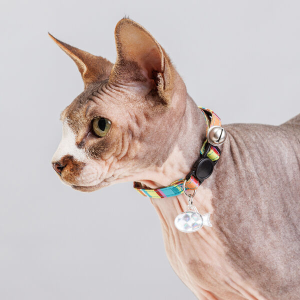 Ошейник нейлоновый со светоотражающим адресником для кошек, 1х30 см, радужный