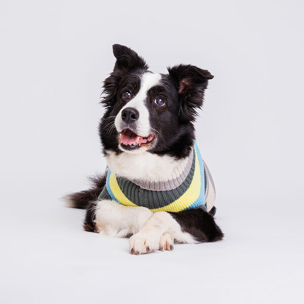 Свитер полосатый для кошек и собак, 60 см, желто-голубой