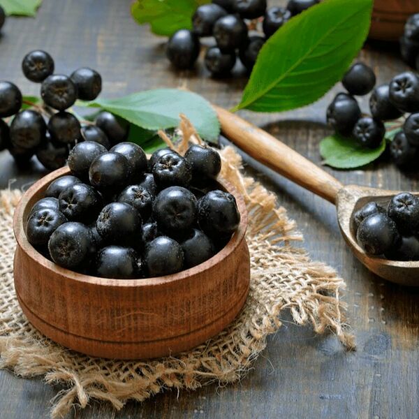 Черноплодная рябина