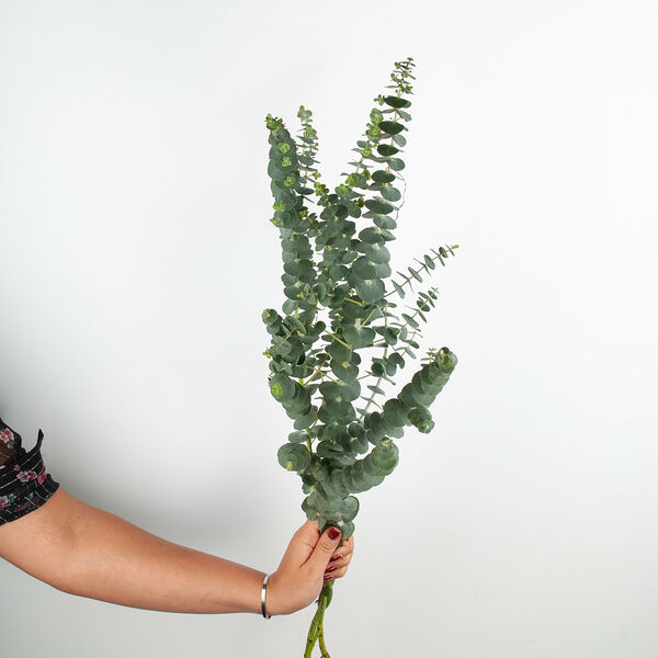 Эвкалипт 3 шт.