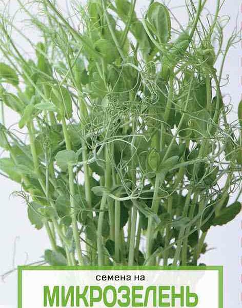 Семена Микрозелень Поиск Горох овощной