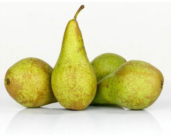 Груши Конференц