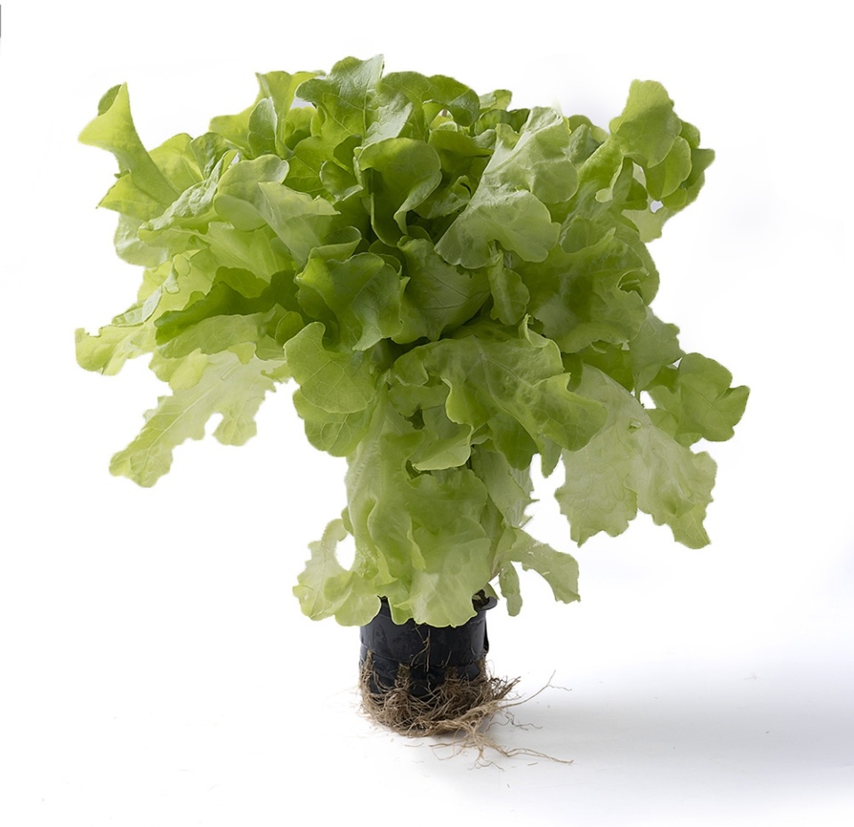 

Салат Моё лето дуболистный зеленый 110 г