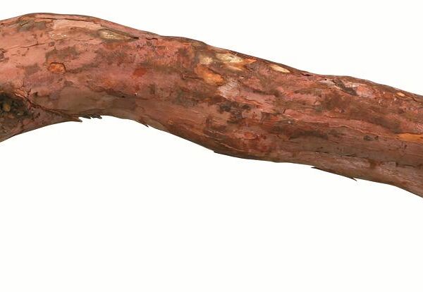 TRIXIE Жердочка для птиц деревянная 45см ø 25–50мм