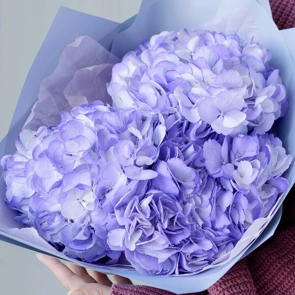 Букет из 3 фиолетовых гортензий