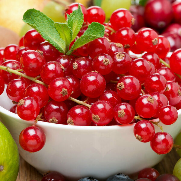 Красная смородина