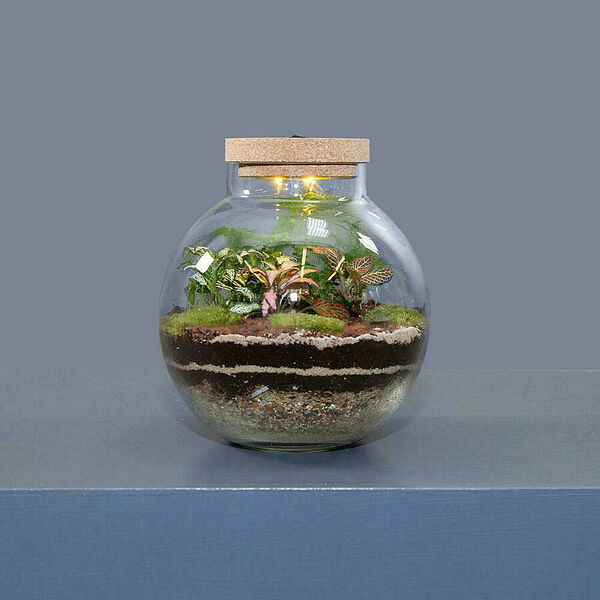 Флорариум Джангл