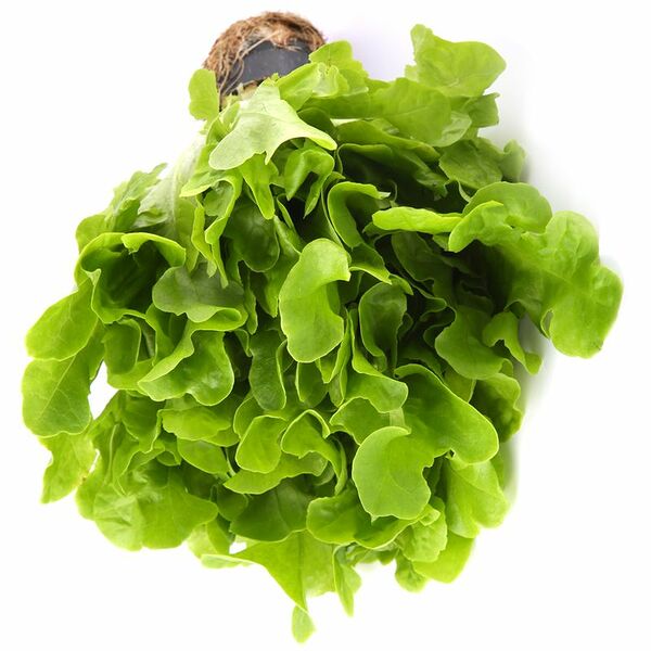 Салат Дуболистный зеленый 1шт